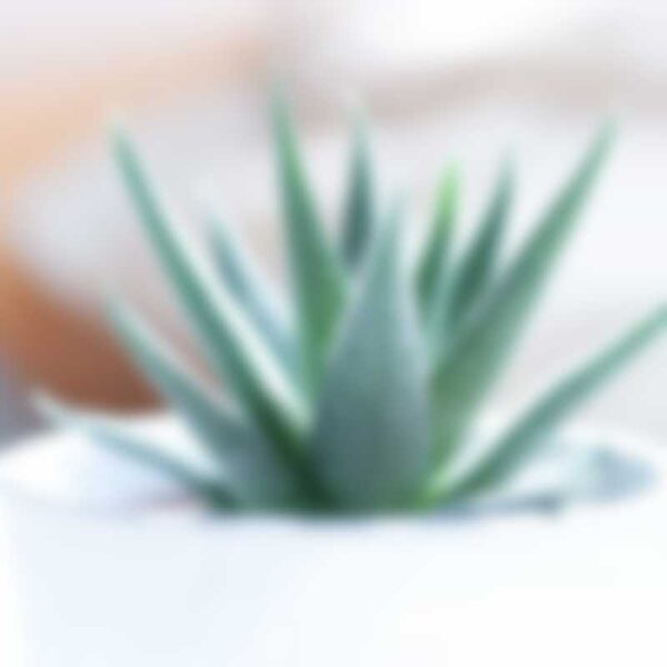 succulent plant